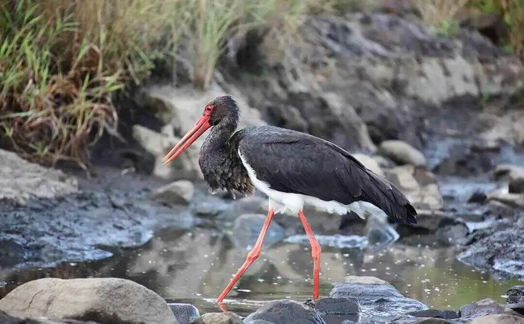 Black Stork